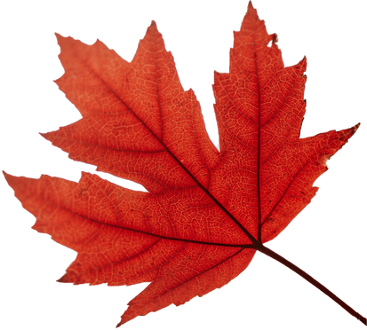 Autumn Maple Leaf
